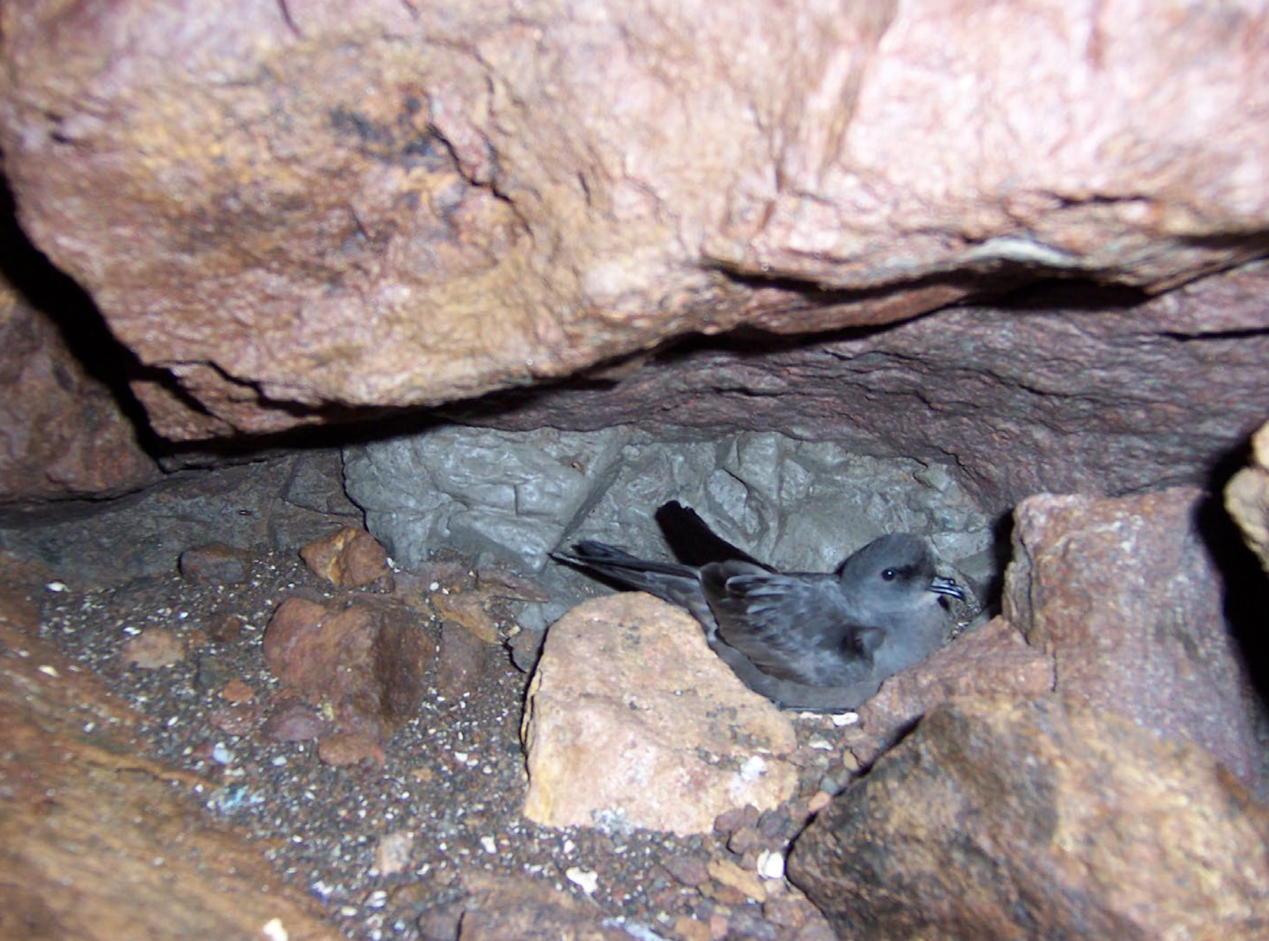 ashy storm petrel in cave